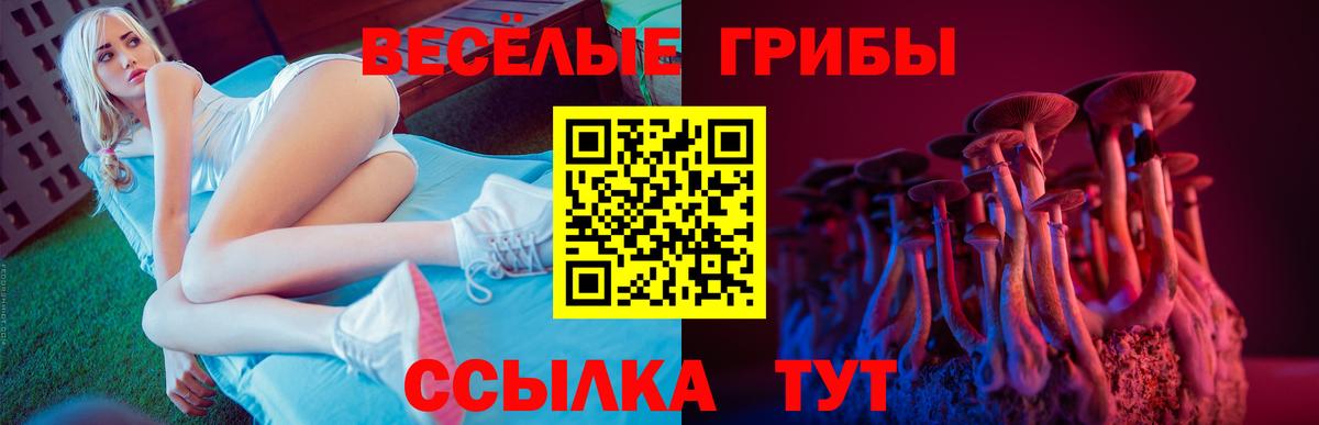 Галлюциногенные грибы Psilocybine cubensis Алейск